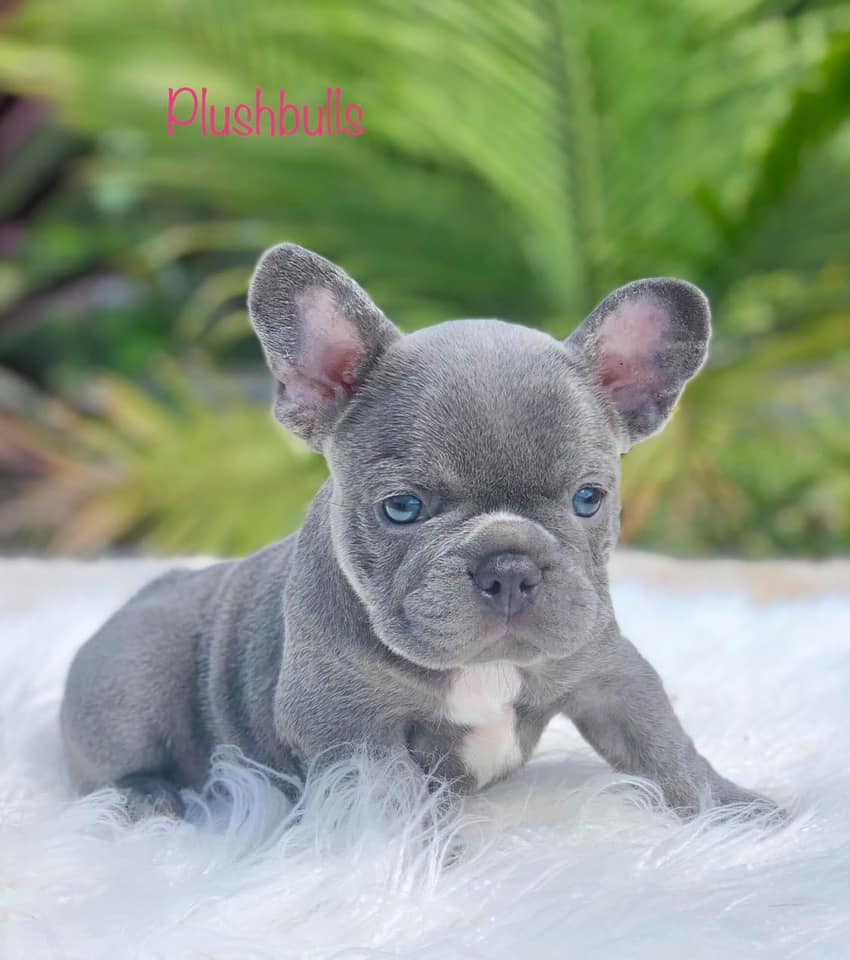 lilac brindle bulldog