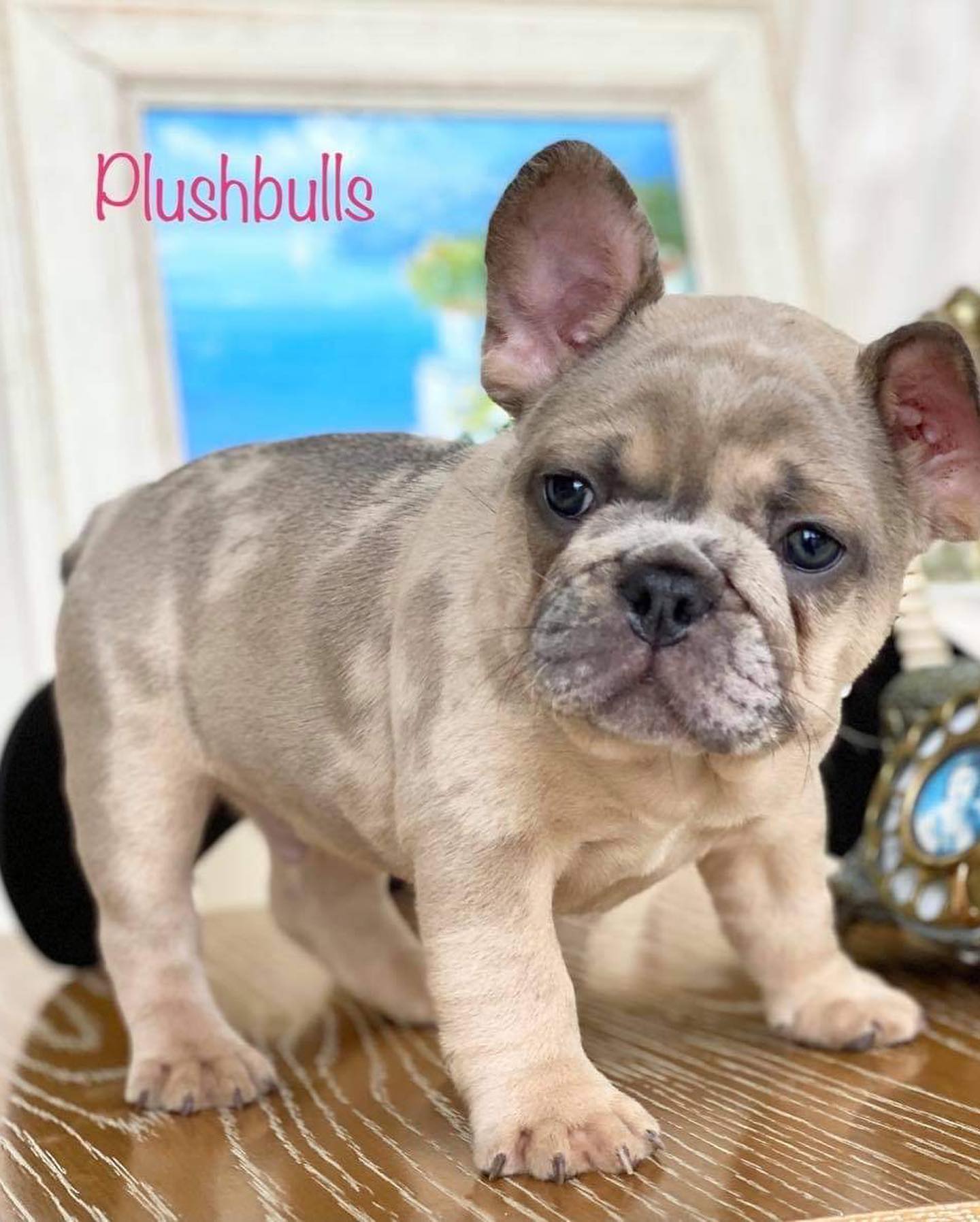 Fawn sales merle bulldog